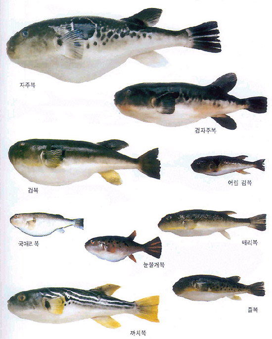 부산복어집 이미지