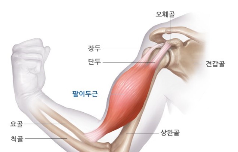 원잇핏 이미지