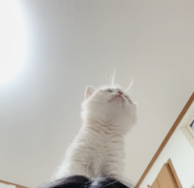 몽구 상점 이미지