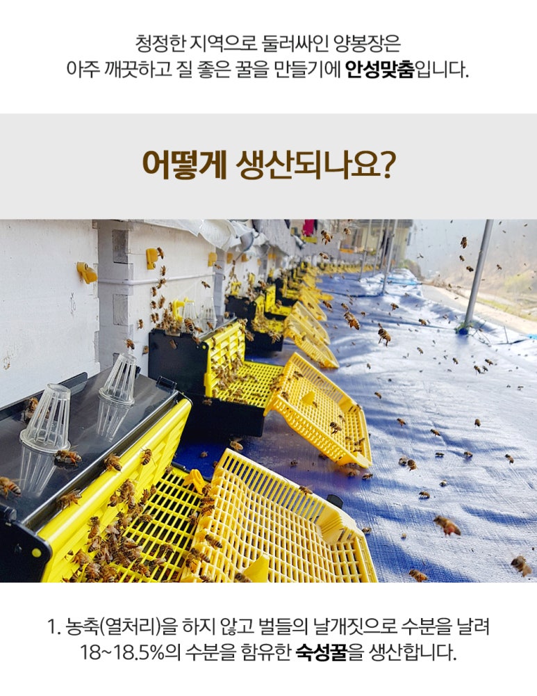 허니트리 이미지