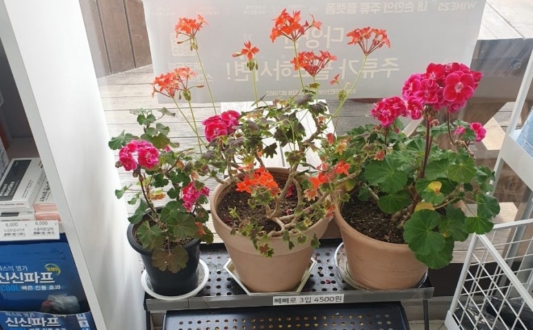 데이앤데이옥산 이미지