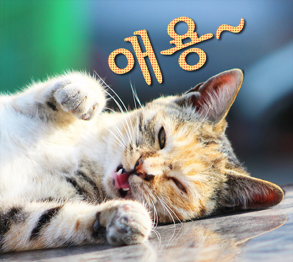 (JK)인터네셔널 이미지