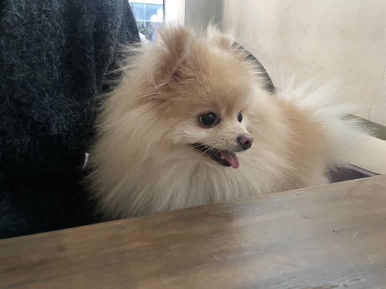 윌리하우스 이미지
