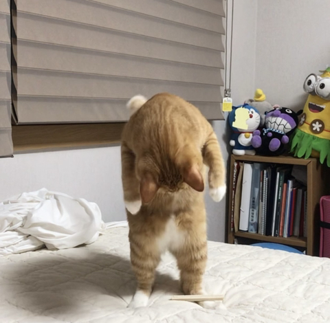 두부진미 이미지