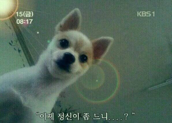 타코파 이미지