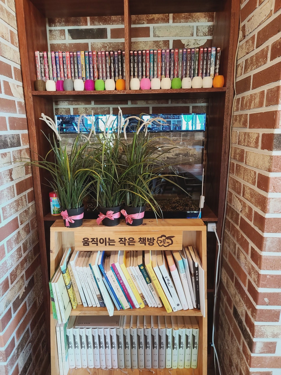 지리산꽃다연 이미지