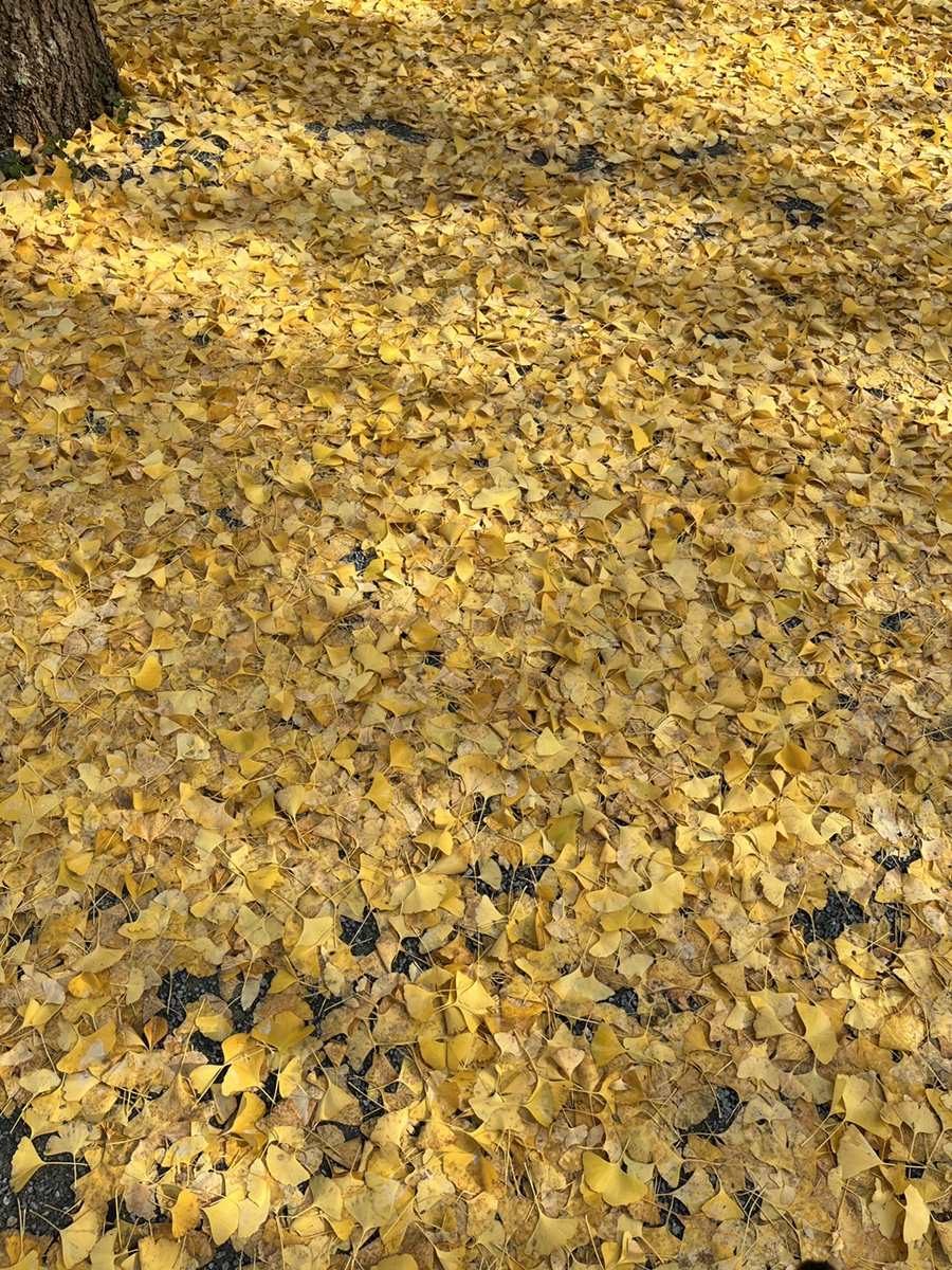경안차바닥 이미지