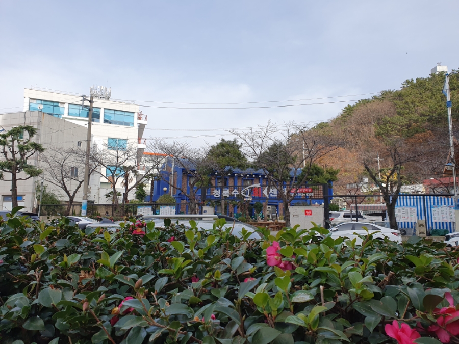 청록수 이미지