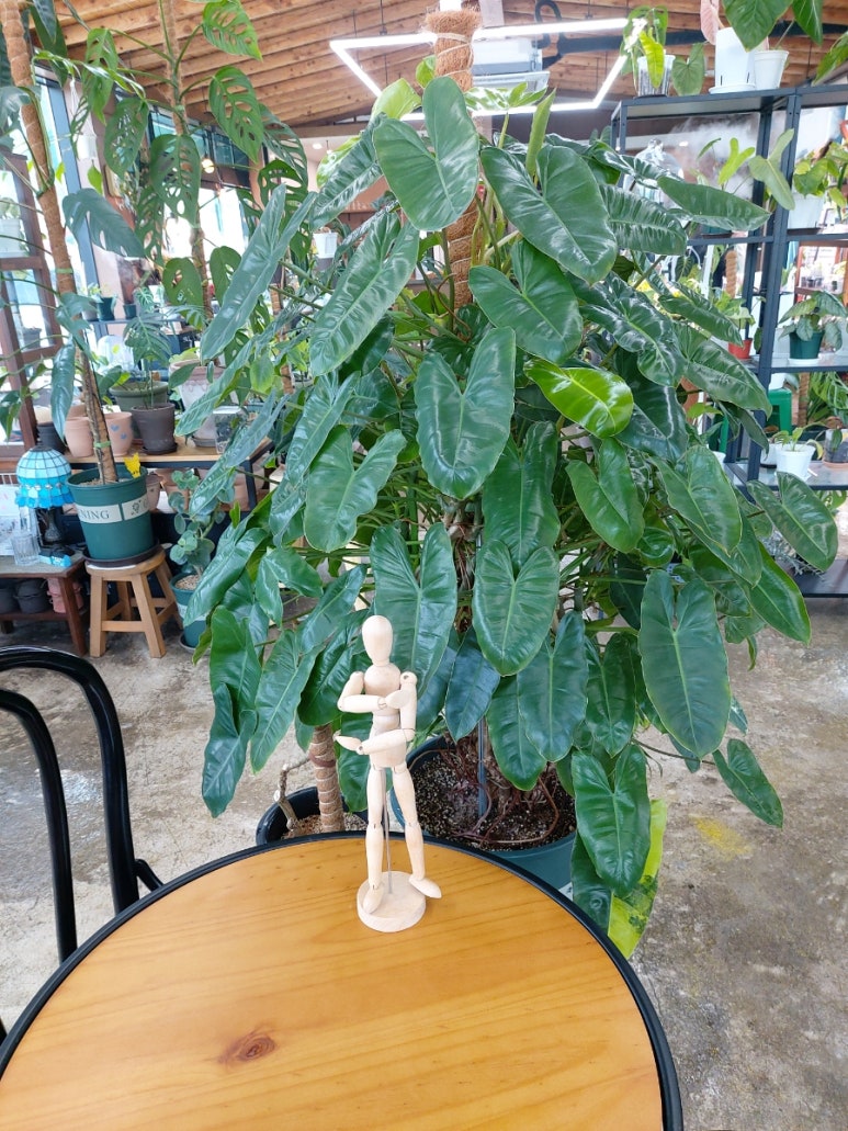식물카페아단소니 이미지