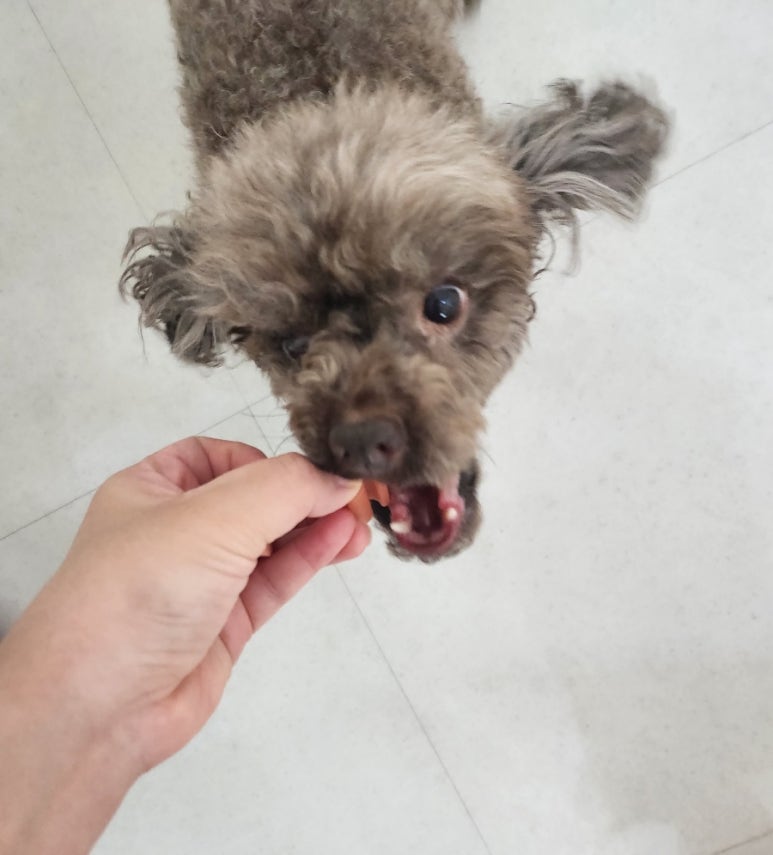 버블독스광주양산점 이미지