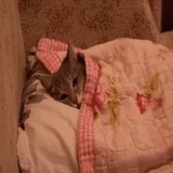 하잎 이미지