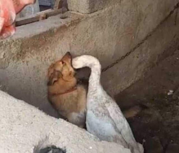 쌍둥이칼국수 이미지