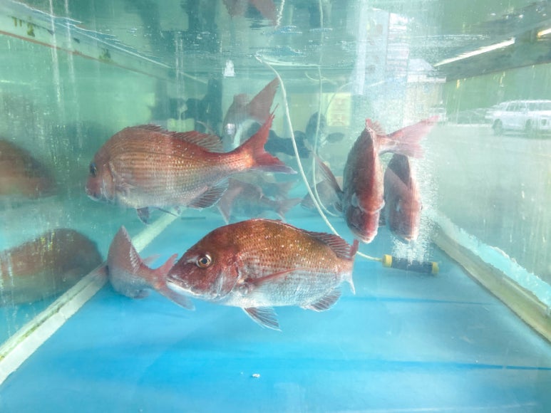 변산(회)반도 이미지