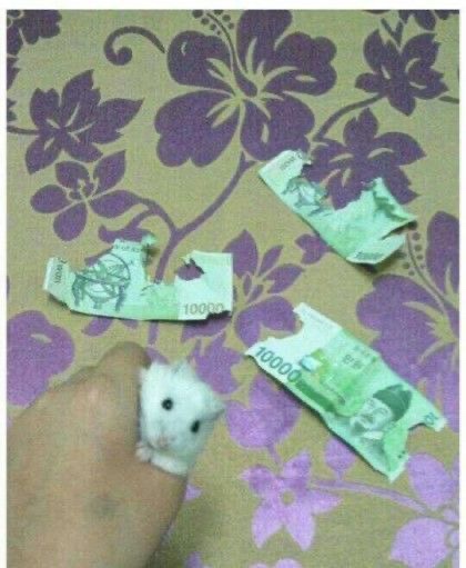 떼깔 이미지