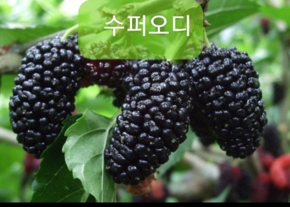 양촌슈퍼 이미지