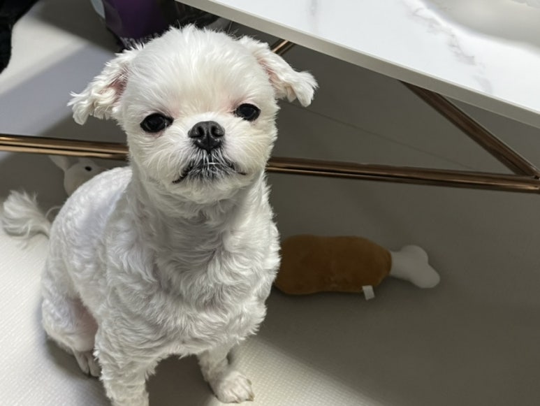 법원 호떡 이미지