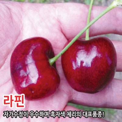 라핀 이미지