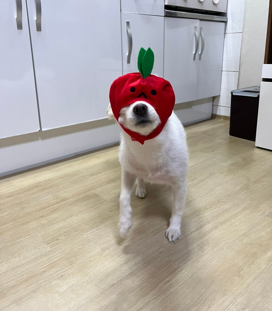 뽑고놀고 이미지