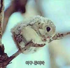 세마이 이미지