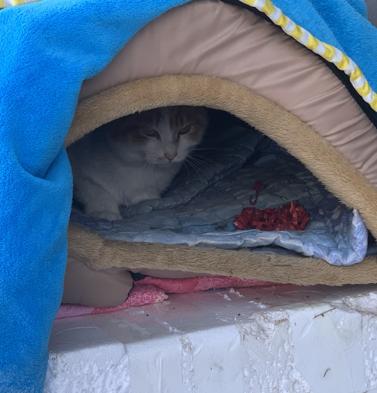 청옥주 이미지