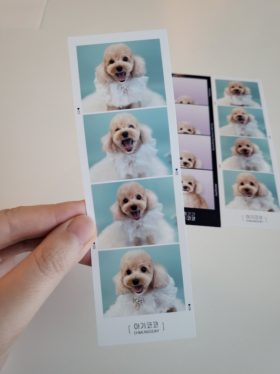 멍냥굿즈 이미지