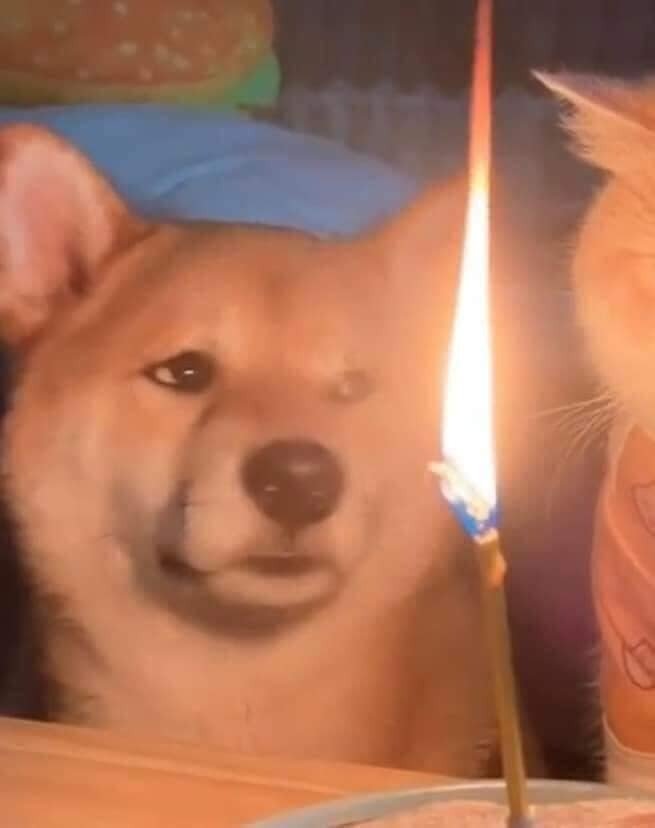 생일이개 이미지