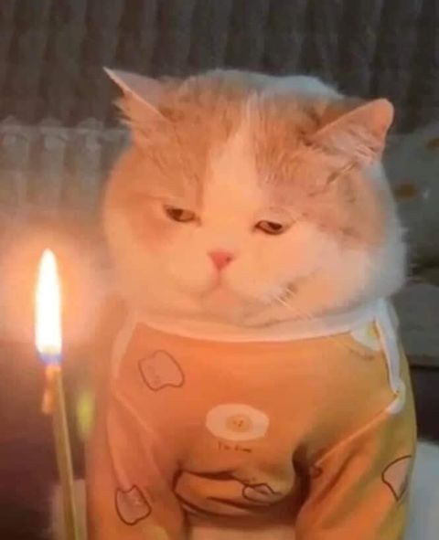 생일이개 이미지
