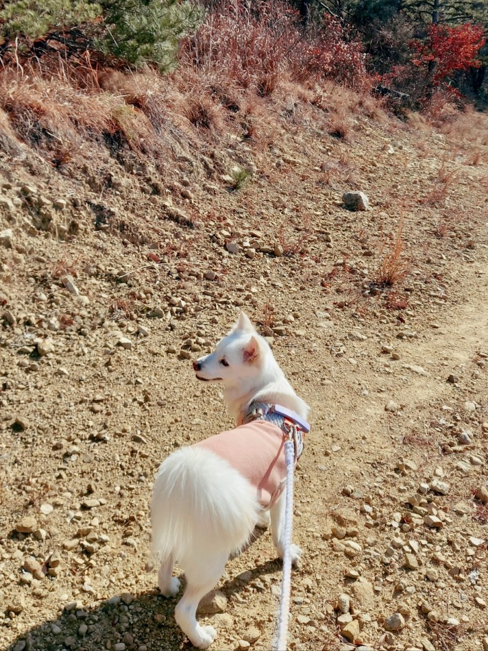 피키피키샵 이미지
