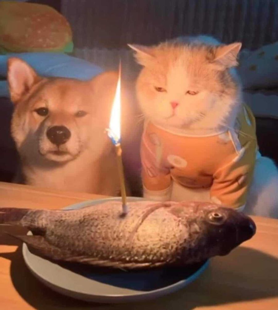 생일이개 이미지