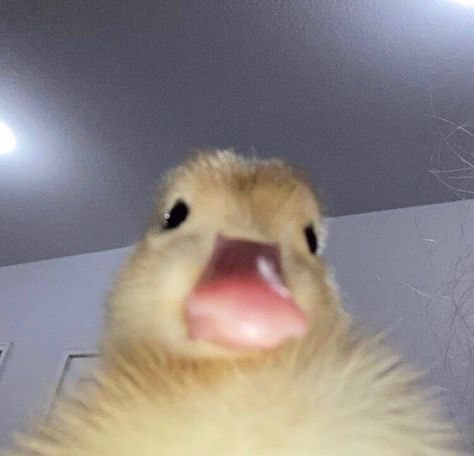바이루 이미지