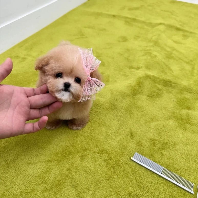 댕스크림 이미지