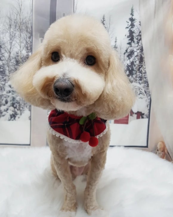 예쁘댕 이미지