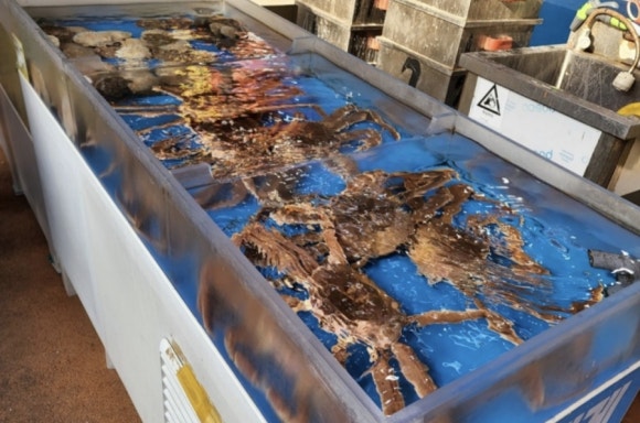 부산대게 이미지