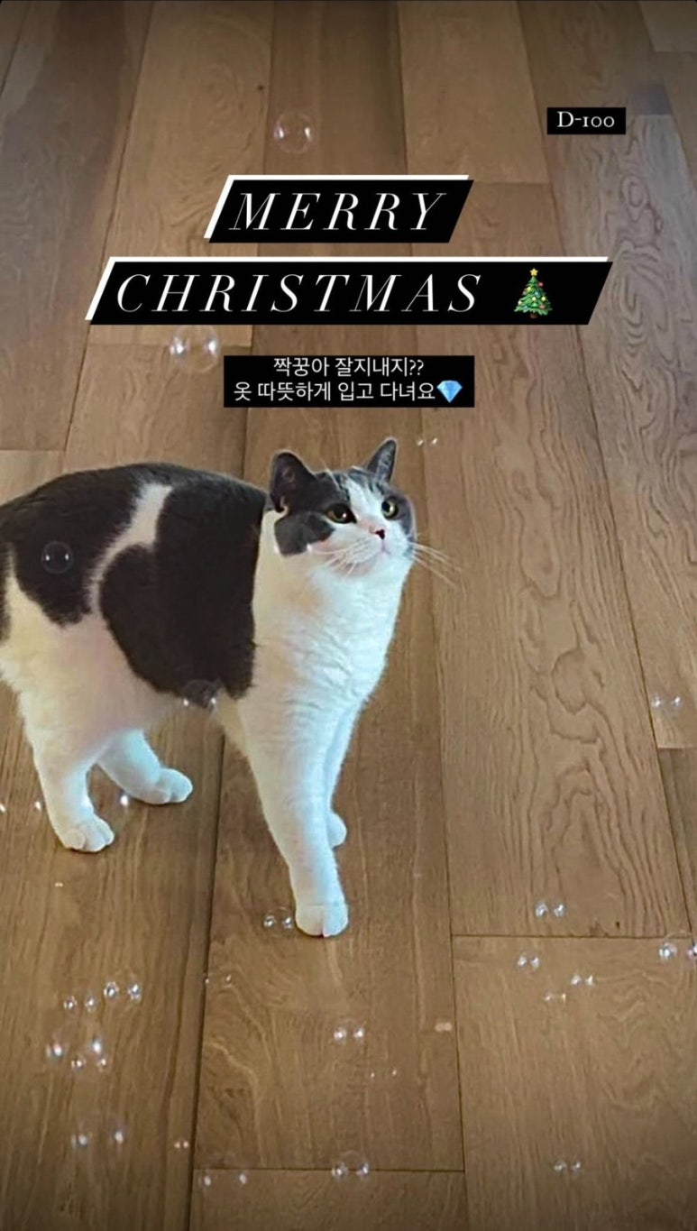 (주)메리크리스마스 이미지