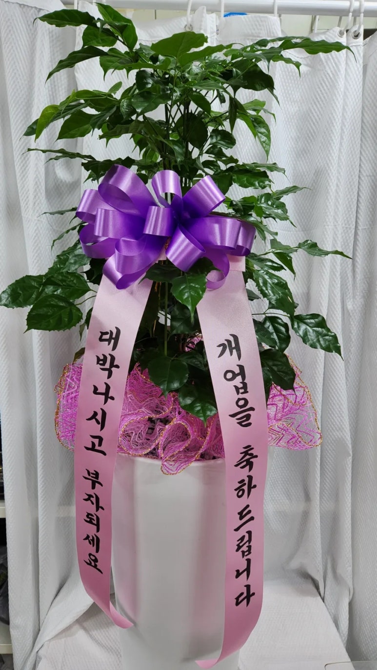 올리지오플라워 이미지