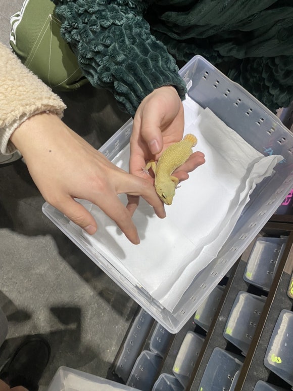 개코샵 이미지