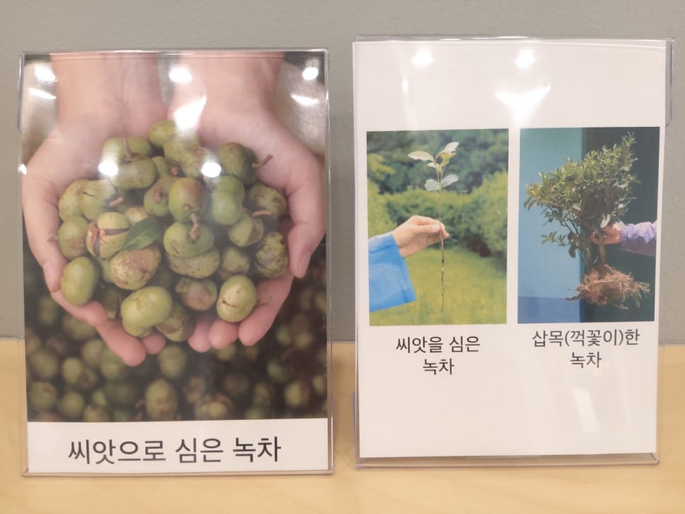 시즌글라스원주 이미지