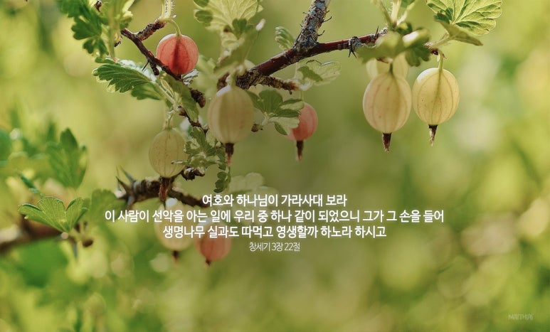 (주)생명나무 이미지