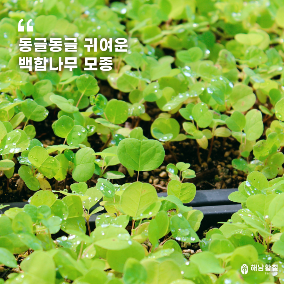 법인해남미소 이미지