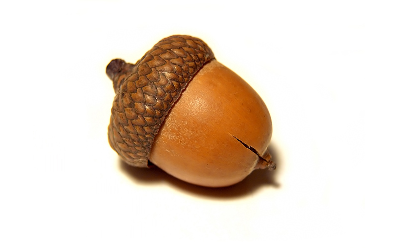 도토리식품 이미지
