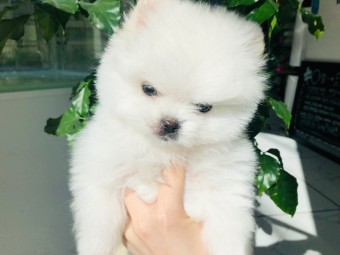 못된강아지 이미지