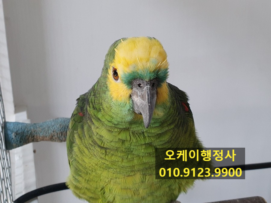 오케이행정사사무소 이미지