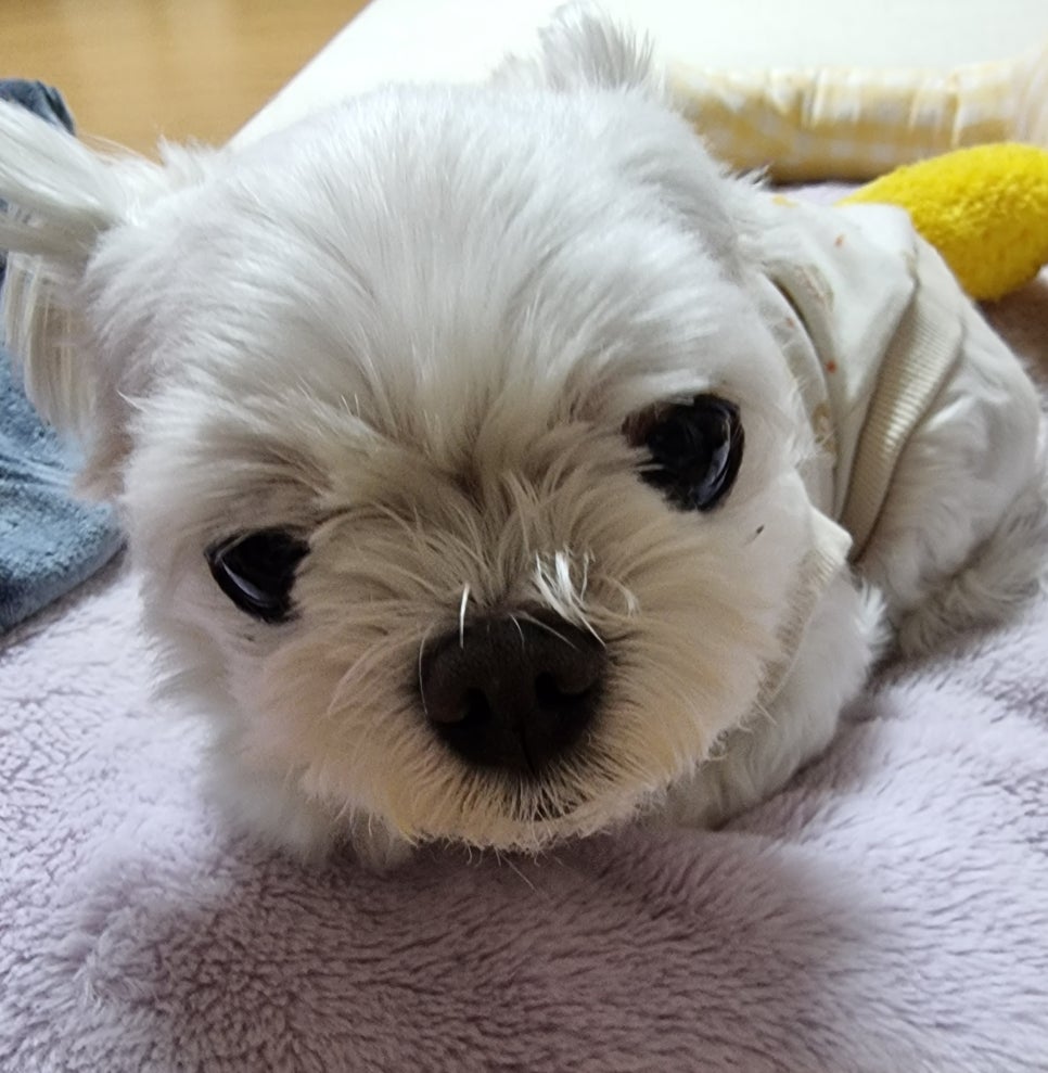 오스테리아로에로 이미지