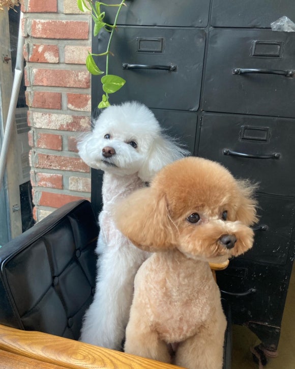 살롱드온유 이미지