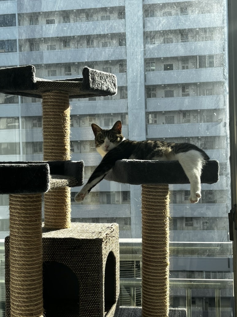 피코크린 이미지