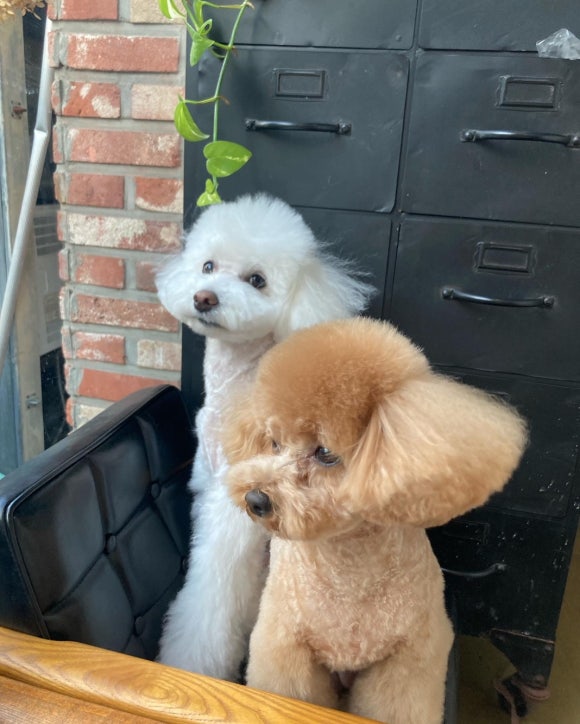 살롱드온유 이미지