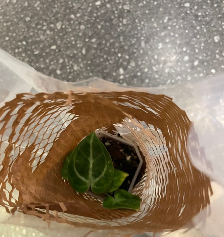 식집사마켓 이미지