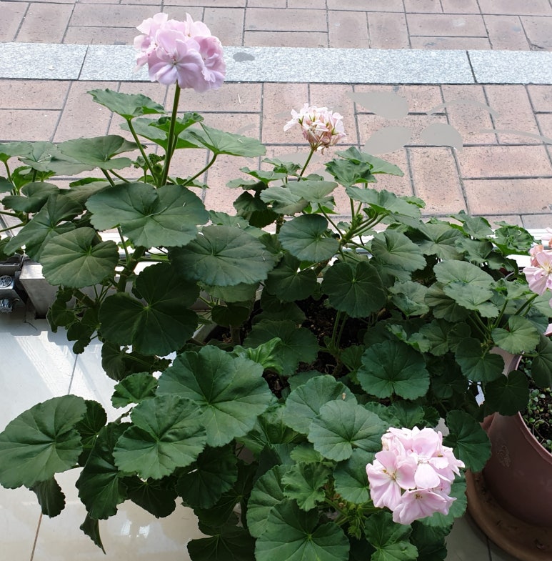 임스헤어 이미지