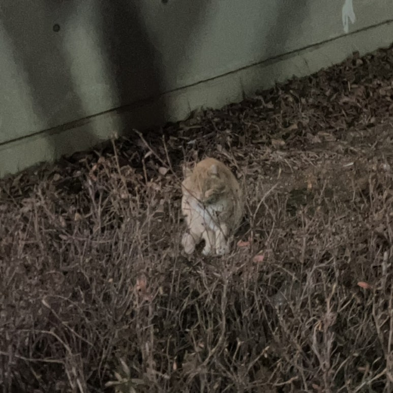 이오이오반점 이미지