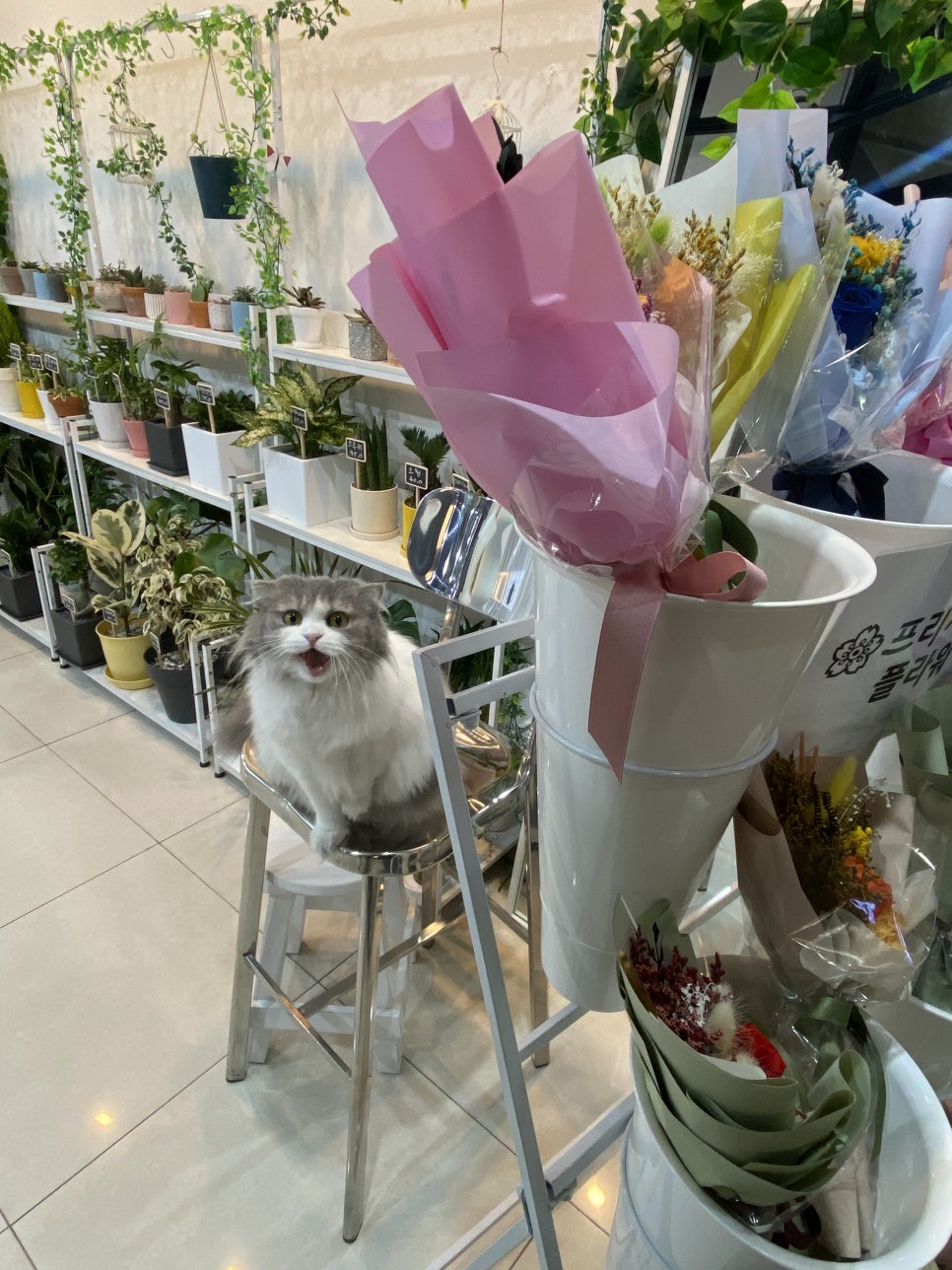 너는나의꽃 이미지